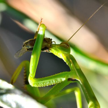 Yaprağın üzerindeki çekirgeye yaklaş.