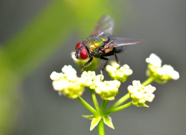 Kapat - vahşi yeşil yapraktaki böceğe yaklaş