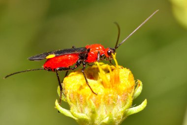 Güzel bir çiçeğin üzerindeki eşek arısı