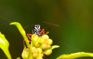 Güzel bir çiçeğin üzerindeki eşek arısı