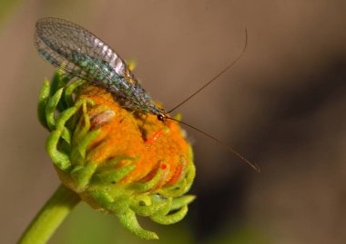 insect perched on a flower