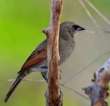 müzik ardıç kuşu (agelaioides badius), Arjantin patagonya