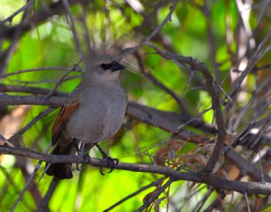 Koyun kanatlı inek (Agelaioides badius), Arjantin patagonisi