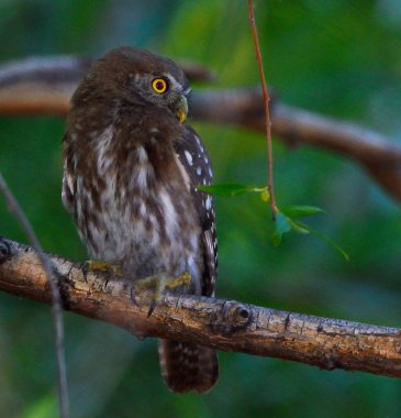 austral pigme baykuşu (glaucidium nana), Arjantin patagonisi