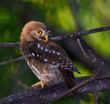 austral pigme baykuşu (glaucidium nana), Arjantin patagonisi