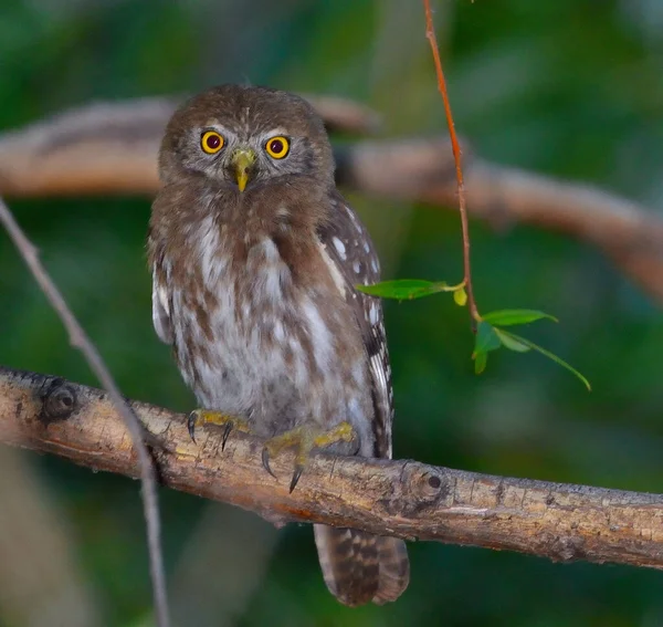 austral pigme baykuşu (glaucidium nana), Arjantin patagonisi