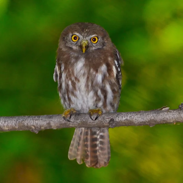 austral pigme baykuşu (glaucidium nana), Arjantin patagonisi