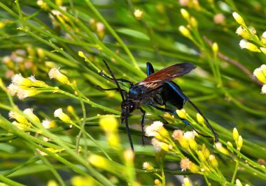 Siyah bir eşekarısı yeşil bir çimende oturur..