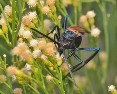 Beyaz bir çiçeğin üzerinde bir eşekarısı, Arjantin patagonisi