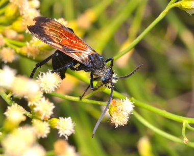 Beyaz bir çiçeğin üzerinde bir eşekarısı, Arjantin patagonisi