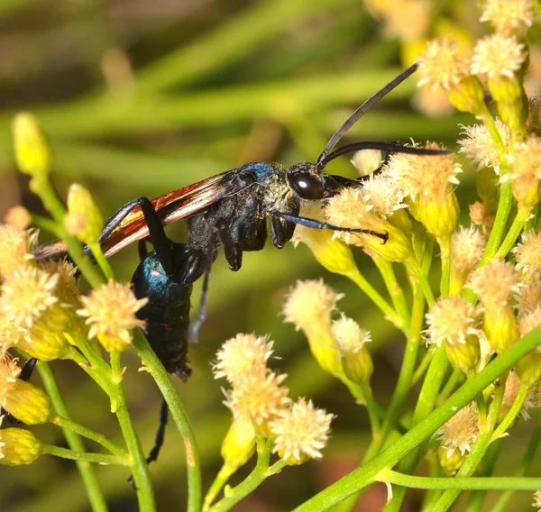 Beyaz bir çiçeğin üzerinde bir eşekarısı, Arjantin patagonisi
