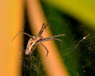 Örümcektir bahçede bir ağda