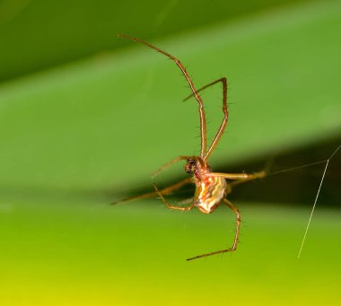 Örümcek sabah bahçede avlanmak için zıplıyor..
