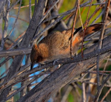 kestane rengi katolot (psödoseisura lophtes), Arjantin patagonisi