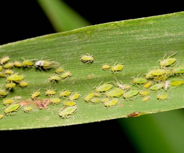 Doğada yeşil yaprak bitleri