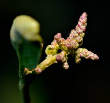 Bir çöl çiçeğinin yakın çekimi.