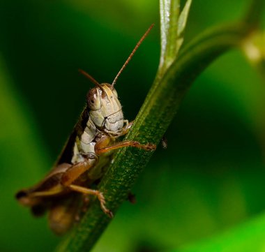 bahçede yeşil çekirge