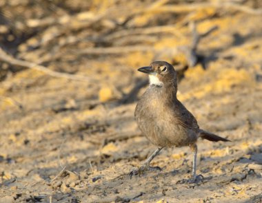 kahverengi kacholot (psödoseisura gutturalis), Arjantin patagonisi