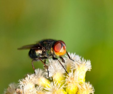 Küçük çöl sineği, Arjantin patagonisi
