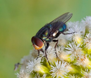 Küçük çöl sineği, Arjantin patagonisi