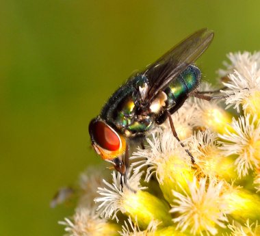 Küçük çöl sineği, Arjantin patagonisi