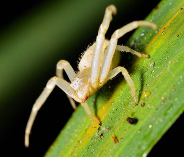 Yengeç örümceğinin yakın çekimi, Arjantin patagonisi