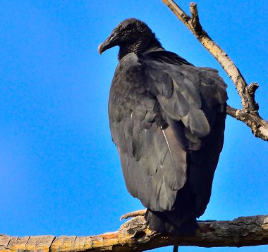 Ormandaki siyah karga