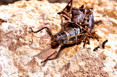 Kahverengi çöl böceği makrosu, Arjantin patagonisi