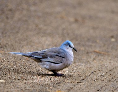 Torcacita güvercini (columbina picuii), Arjantin patagonisi