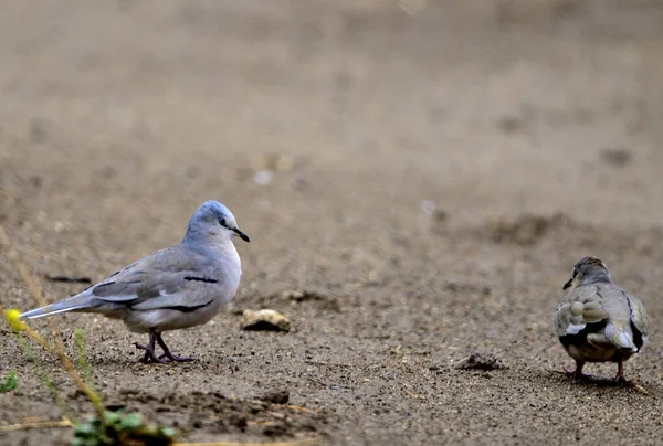 Torcacita güvercini (columbina picuii), Arjantin patagonisi
