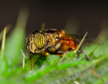 Çizgili sarı gözlü arı, Arjantin patagonisi
