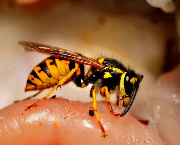 eşek arısı, makro fotoğrafçılık