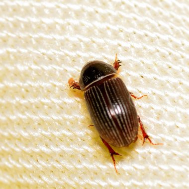 Kumaşın üzerine tünemiş küçük bir böcek, Arjantin patagonisi