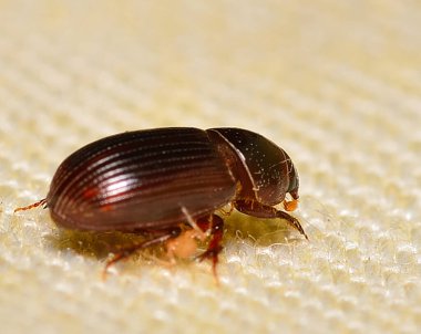 Kumaşın üzerine tünemiş küçük bir böcek, Arjantin patagonisi