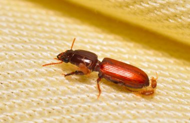 Kumaşın üzerine tünemiş küçük bir böcek, Arjantin patagonisi