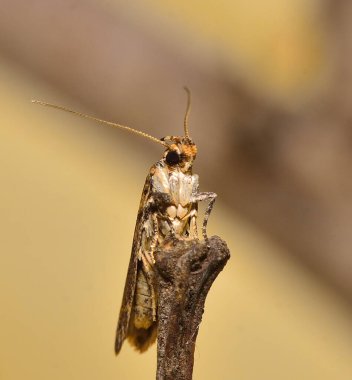 Bir güve, Arjantin patagonisi