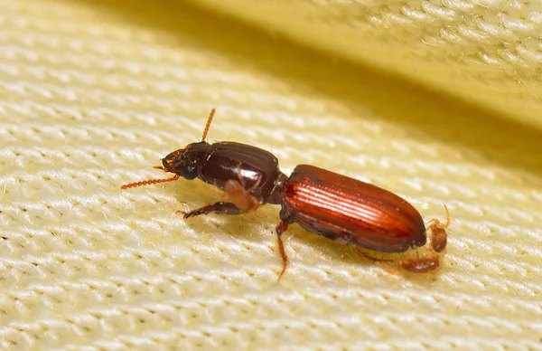 Kumaşın üzerine tünemiş küçük bir böcek, Arjantin patagonisi