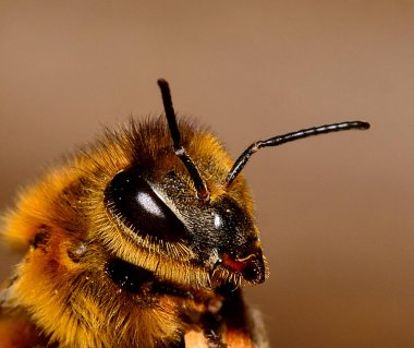 Vahşi doğadaki bir arının makro fotoğrafı.