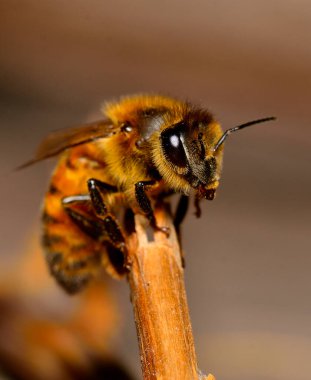 Siyah arkaplanda arı