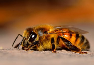 Yakın plan - Arı fotoğrafı