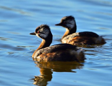 Beyaz tüylü yunus (rollandia rolland), Arjantin patagonya