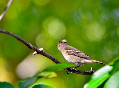 beyaz ibikli elaenia (elaenia albiceps), Arjantinli patagonya