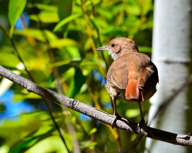 Hornero (furnarius rufus) bir ağaç dalı üzerinde, Arjantin patagonisi