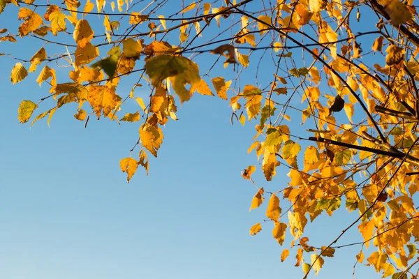 金黄的秋天叶子树 — 图库照片