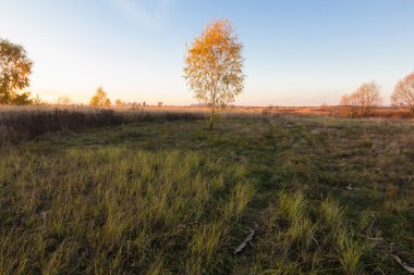 alandaki sarı ve turuncu yaprakları ile sonbahar ağaç manzara