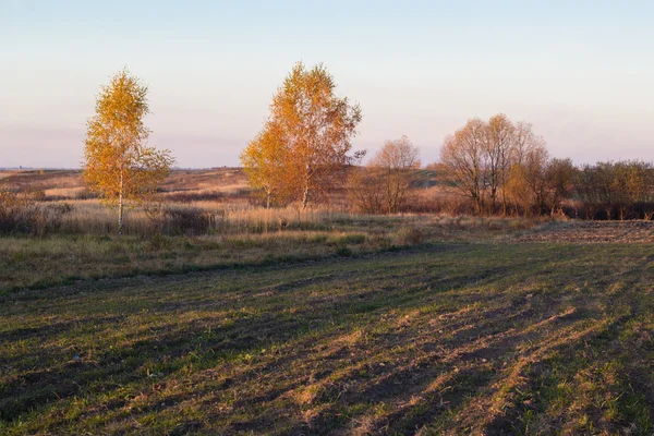 Paesaggio di alberi autunnali con foglie gialle e arancioni nel campo — Foto Stock