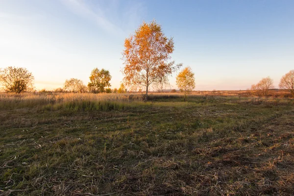 Paesaggio di alberi autunnali con foglie gialle e arancioni nel campo — Foto Stock