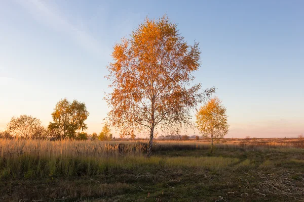 alandaki sarı ve turuncu yaprakları ile sonbahar ağaç manzara