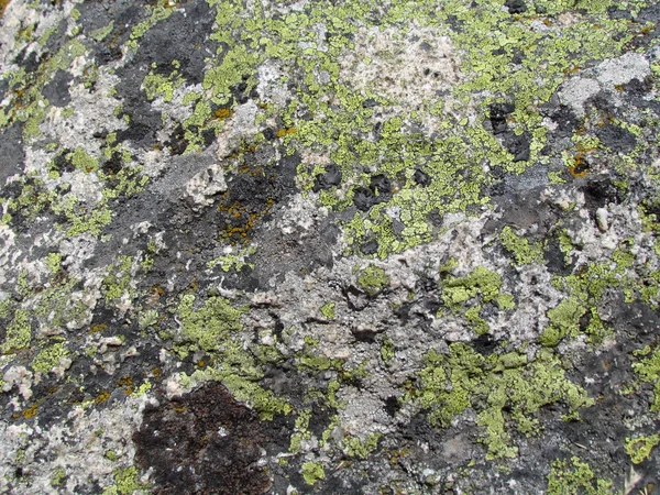 Moss growing on rocks — Stock Photo, Image