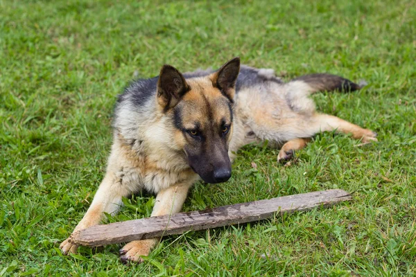 Ahşap sopa ile oynayan genç kahverengi köpek